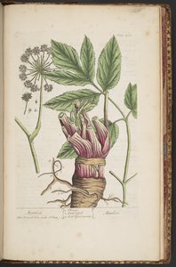 Levy 495, "A Curious Herbal" tekijältä Elizabeth Blackwell