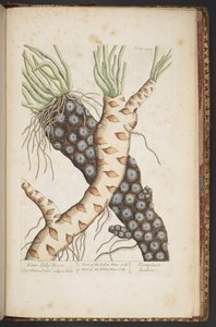 Levy 498, "A Curious Herbal" tekijältä Elizabeth Blackwell