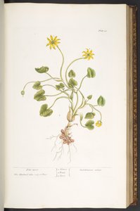 Lauta 51, Pile-Wort, "A Curious Herbal" tekijältä Elizabeth Blackwell
