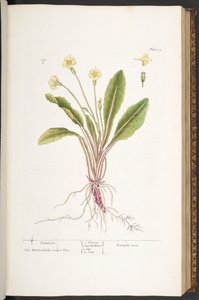 Levy 52, Primrose, "A Curious Herbal" tekijältä Elizabeth Blackwell