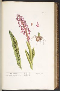 Levy 53, mies Satyrion, "A Curious Herbal" tekijältä Elizabeth Blackwell