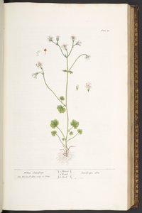 Levy 56, White Saxifrage, "A Curious Herbal" tekijältä Elizabeth Blackwell
