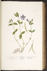 Levy 59, Periwinkle, "A Curious Herbal" tekijältä Elizabeth Blackwell