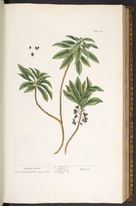 Levy 62, "A Curious Herbal" tekijältä Elizabeth Blackwell