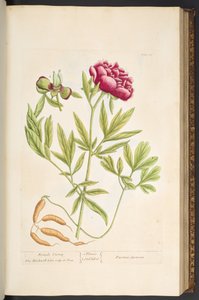 Levy 65, "Utelias yrtti" tekijältä Elizabeth Blackwell