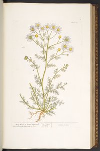 Levy 67, "A Curious Herbal" tekijältä Elizabeth Blackwell