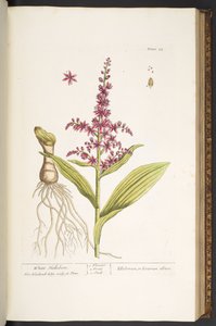 Levy 74, "A Curious Herbal" tekijältä Elizabeth Blackwell