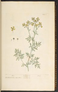 Levy 7, Rue, "A Curious Herbal" tekijältä Elizabeth Blackwell