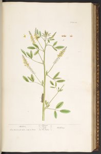 Levy 80, "A Curious Herbal" tekijältä Elizabeth Blackwell