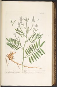 Levy 92, "A Curious Herbal" tekijältä Elizabeth Blackwell