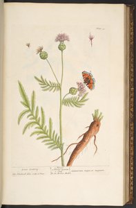 Levy 93, "A Curious Herbal" tekijältä Elizabeth Blackwell