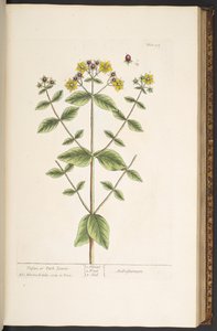 Levy 94, "A Curious Herbal" tekijältä Elizabeth Blackwell