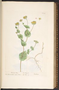 Levy 95, "A Curious Herbal" tekijältä Elizabeth Blackwell