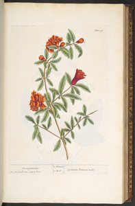 Levy 97, "A Curious Herbal" tekijältä Elizabeth Blackwell