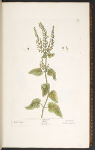 Lauta 9, Wood Sage, 
