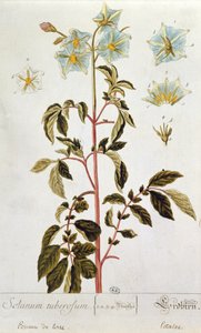 Perunakukat, lautanen Herbarium Blackwellianumista, julkaistu 1757 Nürnbergissä, Saksassa (värikaiverrus) tekijältä Elizabeth Blackwell