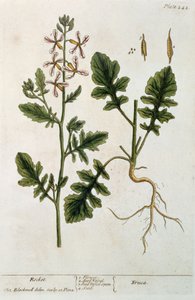 Raketti, levy 242 julkaisusta "A Curious Herbal", julkaistu 1782 (värikaiverrus)