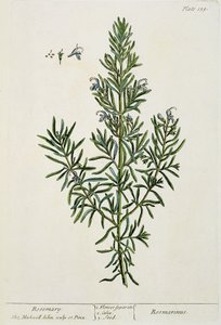 Rosmarinus Officinalis, teoksesta "A Curious Herbal", 1782 (värikaiverrus) tekijältä Elizabeth Blackwell