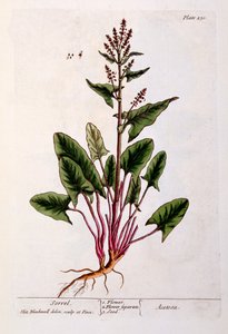 Sorrel, levy 230 kirjasta "A Curious Herbal", julkaistu 1782 (värikaiverrus) tekijältä Elizabeth Blackwell