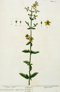 Mäkikuisma, levy 15 julkaisusta "A Curious Herbal", julkaistu 1782 (värikaiverrus) tekijältä Elizabeth Blackwell