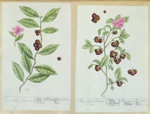 Tea and China Tea, lautanen "Herbarium Blackwellianumista", julkaistu 1757 Nürnbergissä, Saksassa (värikaiverrus) tekijältä Elizabeth Blackwell