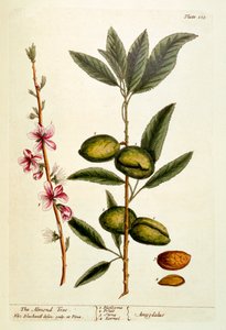 Almond Tree, levy 105 "Utelias yrtti", julkaistu 1782 (värikaiverrus) tekijältä Elizabeth Blackwell