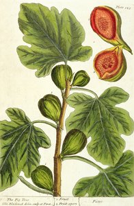 Viikunapuu, levy 125 "Utelias yrtti", julkaistu 1782 (värikaiverrus)