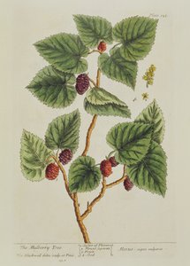 Mulperipuu, levy 126 teoksesta 