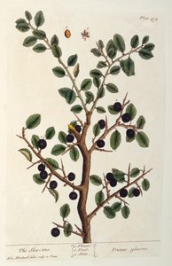 The Sloe Tree, levy 494 teoksesta "The Curious Herbal", julkaistu 1782 (värikaiverrus). tekijältä Elizabeth Blackwell