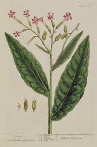 Tupakka, laatta 146 teoksesta "A Curious Herbal", julkaistu 1782 (värikaiverrus).