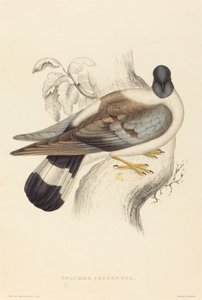 Columba Leuconota (lumikyhky)
