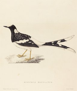 Enicurus Maculatus (täplikäs haarukkapyrstö)
