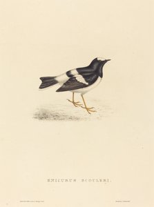 Enicurus Scouleri (Little Forktail)