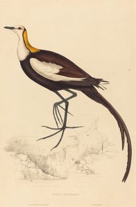Parra Sinensis (fasaanipyrstöjacana)