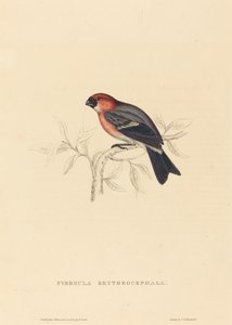 Pyrrhula Erythrocephala (punatukkainen härkä)