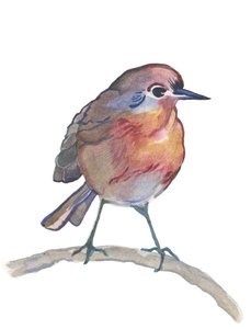 Robin, 2017 (akvarelli)