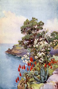 Aloes ja Daisy Tree (väri litho) tekijältä Ella Du Cane