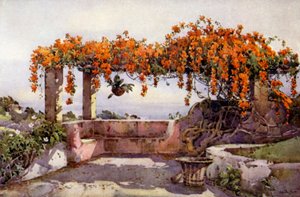 Bignonia Venusta (väri litho) tekijältä Ella Du Cane