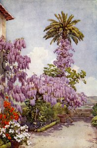 Wistaria, Quinta Da Levada (väri litho) tekijältä Ella Du Cane