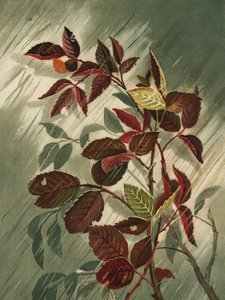 Syksyn lehdet sateessa
