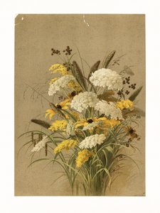 Hemlock, silmäruoho ja kultapiisku