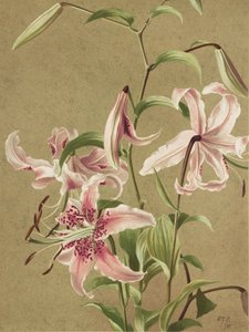 Japan Lily, kirjoittanut Ellen Thayer Fisher