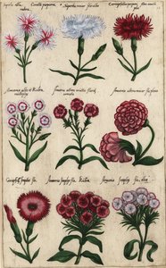 Erilaisia neilikkalajikkeita, Dianthus caryophyllus tekijältä Emanuel Sweert