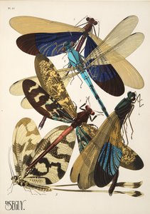 Levy 10 osoitteesta Insectes, pub. 1930-luku (pochoor print) tekijältä Émile Allain Séguy