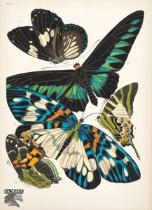 Lauta 10, Butterflies, pub. 1925 (stensiiliprintti) tekijältä Émile Allain Séguy