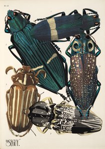 Levy 13, Insectes, pub. 1930-luku (pochoor print) tekijältä Émile Allain Séguy