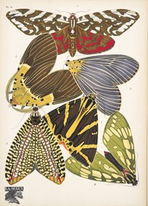 Lauta 14, Butterflies, pub. 1925 (stensiiliprintti) tekijältä Émile Allain Séguy