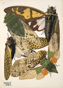 Levy 2, Insectes, pub. 1930-luku (pochoor print) tekijältä Émile Allain Séguy