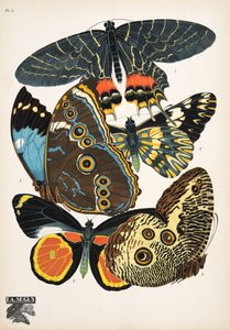 Levy 2, Butterflies, pub. 1925 (stensiiliprintti)