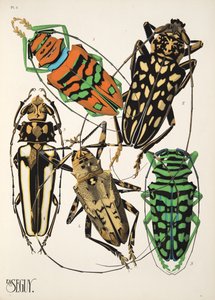Levy 4, Insectes, pub. 1930-luku (pochoor print) tekijältä Émile Allain Séguy